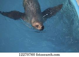 CAPTIVE: Seal in a pool at the Sea Life Center, Seward, Southcentral Alaska