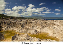 Hawaiian reef; Oahu, Hawaii, United States of America