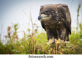 Juvenile eagle, Geographical Bay; Alaska, United States of America