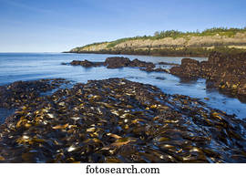 Kelp bed, basalt rock cliffs, Bay of Fundy; Brier Island, Nova Scotia, Canada