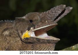 Lesser Chameleon (Furcifer Minor), Marozevo, Toamasina Province, Madagascar