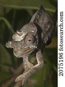 Lesser Chameleon (Furcifer Minor), Marozevo, Toamasina Province, Madagascar