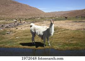 lhama, (Lama, Glama), Machuca, região antofagasta, chile
