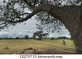 Man cycling past baobab trees in countryside near Mangochi; Malawi