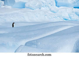 pingüim adelie, (pygoscelis, adeliae);, antártica