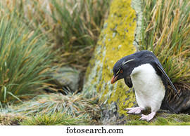 pingüim gentoo, (Pygoscelis, papua)