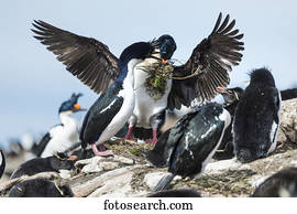 pássaros, e, pingüins, ligado, um, costa