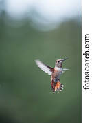 Rufous hummingbird (Selasphorus rufus); Pelican, Alaska, United States of America
