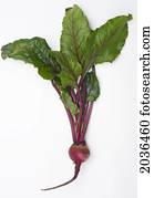 Studio Shot Of Fresh Beet At Full Length