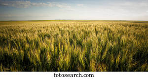 View over a green and golden wheat field; Saskatchewan, Canada