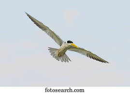 Yellow-billed tern (Sternula superciliaris) with outspread wings against sky; Mato Grosso do Sul, Brazil