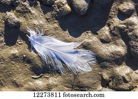A white bird feather on the muddy riverbank of the Noatak River; Noatak, Alaska, United States of America