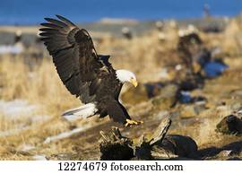Bald Eagle (Haliaeetus leucocephalus) landing on driftwood; Homer, Alaska, United States of America