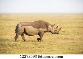 Black rhinoceros walking in Ngorongoro Crater; Tanzania