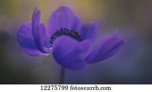 Delicate purple flower in bloom; Jerusalem, Israel