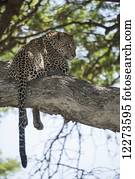 Leopard resting in tree near Ndutu, Ngorongoro Crater Conservation Area; Tanzania