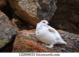 Ptarmigan in white winter plumage in rock gully, Chugach State Park,; Alaska, United States of America