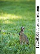 selvagem, lebre, sentando, em, um, selva, meadow;, ontário, canadá