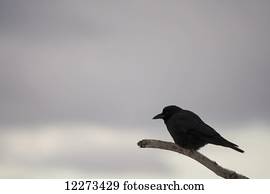 Silhouette of a bird perched on a branch against a cloudy sky; Homer, Alaska, United States of America