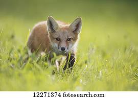 um, raposa, em, a, grass;, montreal, quebec, canadá