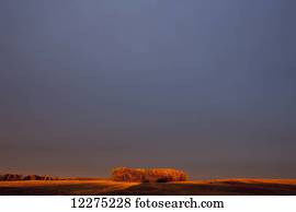un, sección, de, árboles, orilla, de, un, campo de trigo, encendido, naranja, en, sunset;, manitoba, canadá