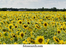 A field with an abundance of sunflowers (Helianthus); Manitoba, Canada