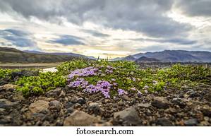A small outcrop of wildflowers and moss covers the rugged rocky landscape in this valley; Iceland
