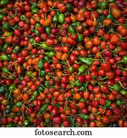 Abundance of fresh chilli peppers; Darjeeling, West Bengal, India
