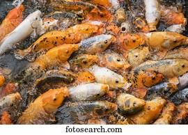 Abundance of Koi in a pond; Hue, Thua Thien-Hue, Vietnam