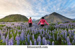 dois, femininas, turistas, passeio, através, um, campo, de, lupines, direção, a, vulcão, montanhas, em, a, distância, em, pôr do sol, ligado, um, ensolarado, verão, evening;, islândia