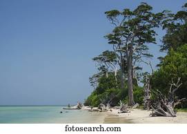 Driftwood on a tropical beach with blue sky, turquoise water and white sand; Andaman Islands, India