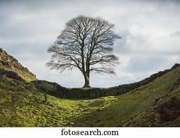 Famous sycamore tree situated on Hadrian's Wall, commonly known as 'Sycamore Gap'. The tree was named 'tree of the year' in England in 2016. Also featured in  the 1991 film 'Robin Hood Prince of Thieves'; Northumberland, England