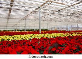 filas, de, multi-coloured, poinsettias, que, era, crescido, em, um, estufa, operação, nearing, a, natal, season;, st., albert, alberta, canadá