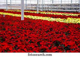filas, de, multi-coloured, poinsettias, que, era, crescido, em, um, estufa, operação, nearing, a, natal, season;, st., albert, alberta, canadá