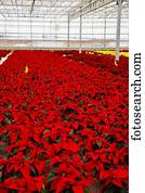 filas, de, multi-coloured, poinsettias, que, era, crescido, em, um, estufa, operação, nearing, a, natal, season;, st., albert, alberta, canadá