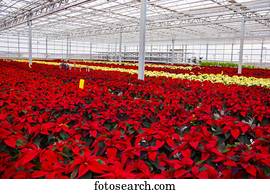 filas, de, multi-coloured, poinsettias, que, era, crescido, em, um, estufa, operação, nearing, a, natal, season;, st., albert, alberta, canadá