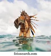 Fresh caught sea life off the Turneffe Atoll, Belize Barrier Reef; Belize
