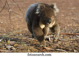 koala, (Phascolarctos, cinereus), andar, ligado, a, ground;, austrália