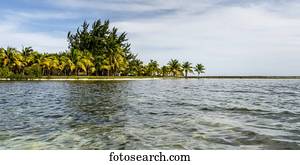 Lush foliage and palm trees along a tropical coast; Belize