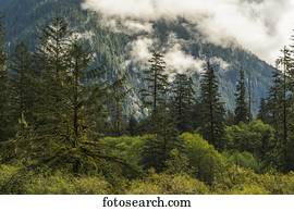 Moody landscape of low cloud over the Great Bear Rainforest; Hartley Bay, British Columbia, Canada