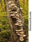 Mushrooms growing along a tree trunk, Gully Lake Trail; Nova Scotia, Canada