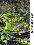repolho gambá, (Lysichiton, americanus), flores, em, Colewort, Creek;, astoria, oregon, estados unidos américa