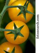 tomates, crescendo, ligado, um, videira