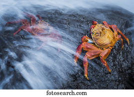Two Sally Lightfoot crabs (Grapsus grapsus) splashed by wave; Galapagos Islands, Ecuador