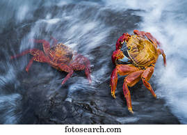 Two Sally Lightfoot crabs (Grapsus grapsus) splashed by wave; Galapagos Islands, Ecuador