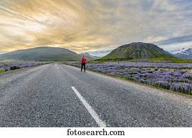 um, femininas, viajante, passeios, sozinha, ligado, a, vazio, estrada, em, islândia, andar, a, pôr do sol, ao longo, a, à margem estrada, enchido, com, wildflowers;, islândia