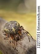 aranha, ligado, um, registro