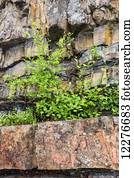 Plants grow out of rocks atop Whirlpool Canyon, on the Liard River, alongside the Alaska Highway, North of Liard Hot Springs, British Columbia, Canada, Summer