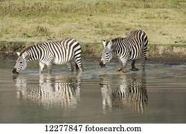Two Common Zebra drinking in waterhole at Ngorongoro Crater; Tanzania