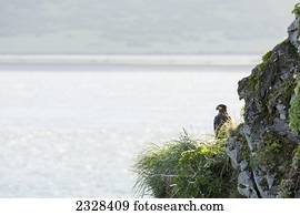 A Bird Perched On The Rock Cliff Along The Water's Edge; False Pass, Alaska, United States Of America
